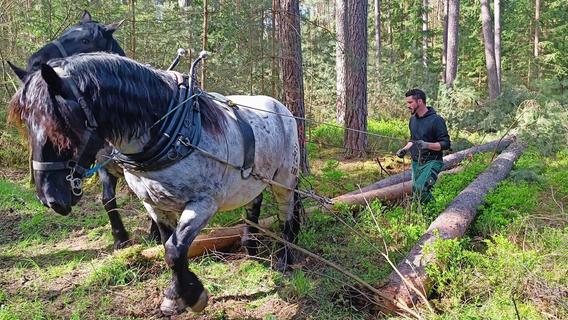 Waldarbeit mit 2 PS statt 200: Warum Pferde bei Roth gegen Harvester gewinnen