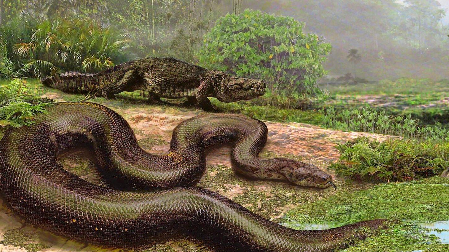 Die Monsterschlange machte vor rund 47 Millionen Jahren die Sümpfe und immergrünen Wälder Westindiens unsicher: (Symbolbild)
