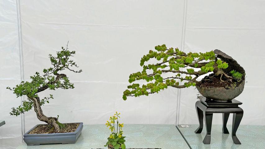 Die Bonsai-Freunde Franken stellten ihre hübschesten Exemplare aus. Die Miniatur-Bäume gehören zu Japan wie Sushi, Origami und der Samurai-Kult.
