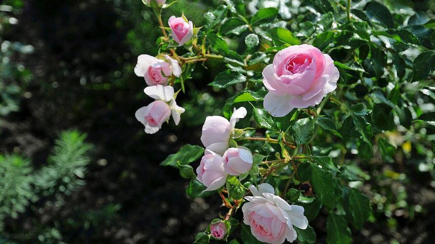Die Rosensorte Larissa ist vergleichsweise pflegeleicht.