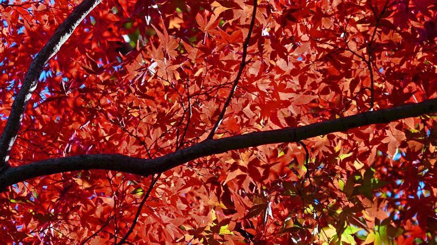 Der Fächer-Ahorn hat im Herbst äußerst hübsches Laub