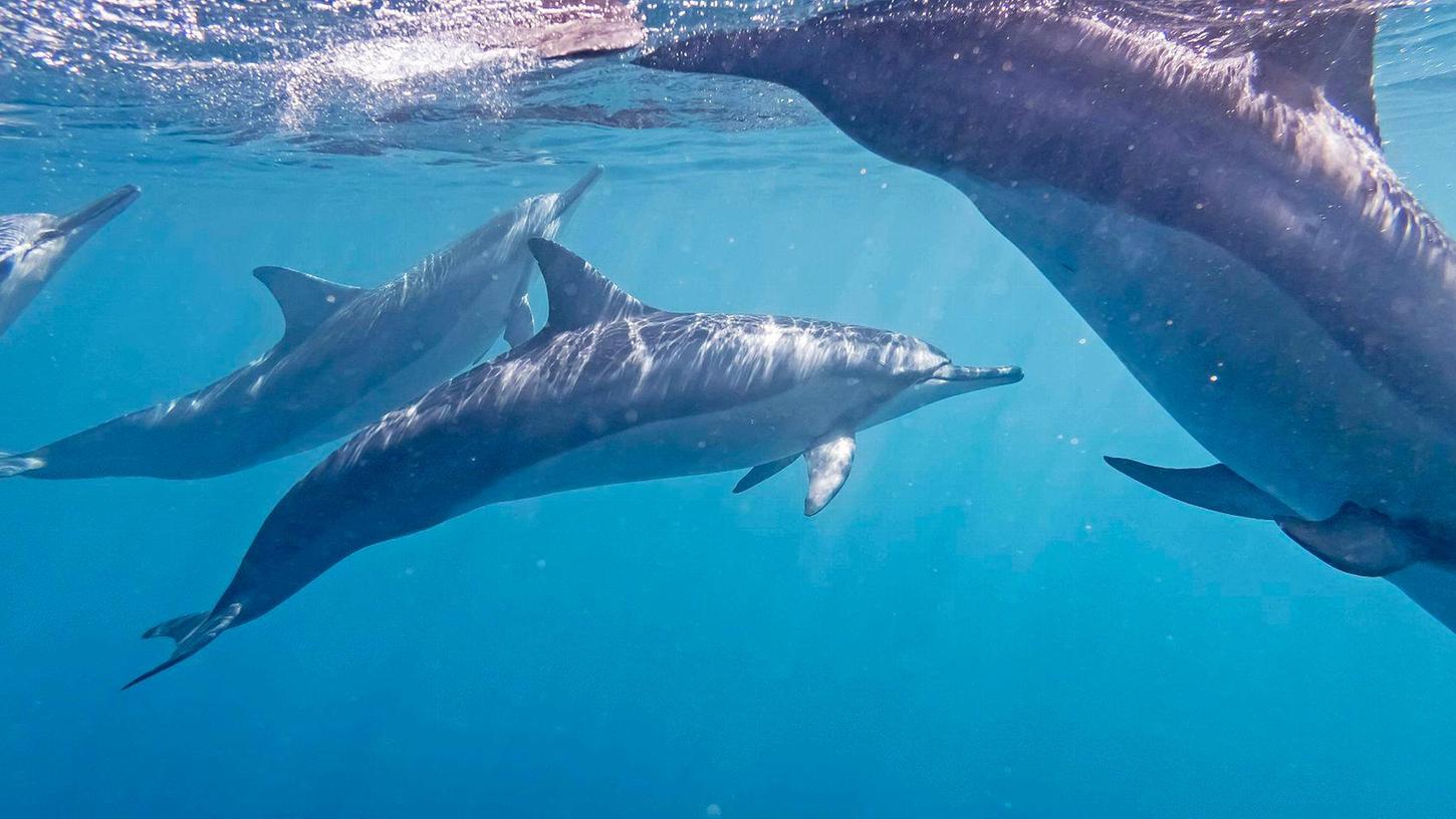 Delfine sehen immer freundlich aus, aber mitunter haben sie ein dunkles Geheimnis.