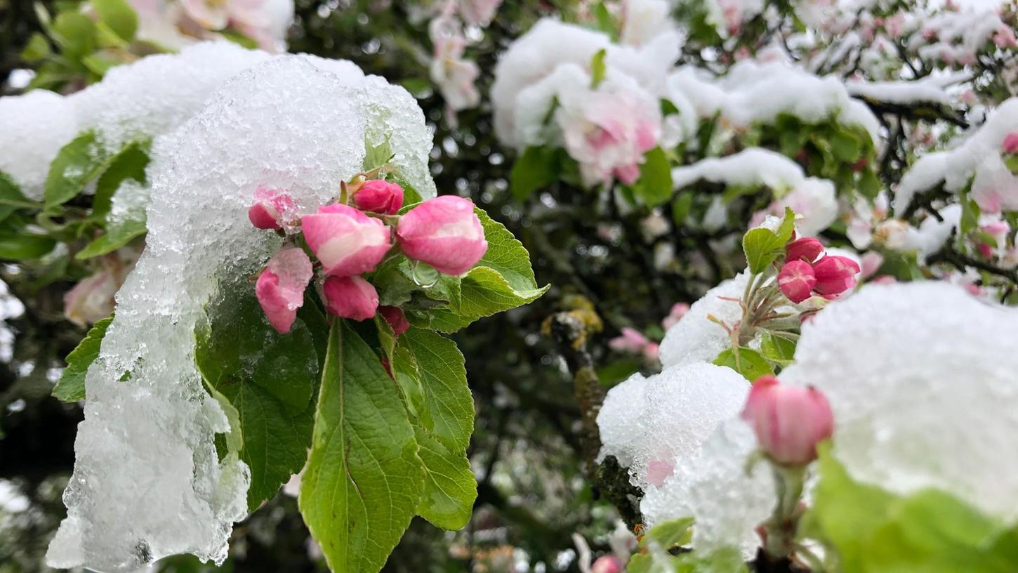 Der April macht, was er will: Die Blüten eines Apfelbaums sind mit Schnee bedeckt.