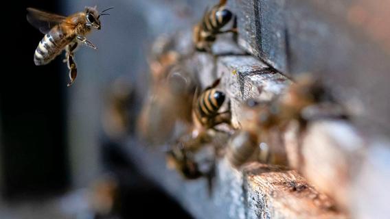 Hilfe, ich habe einen Bienenschwarm im Garten: Was man dann tun sollte