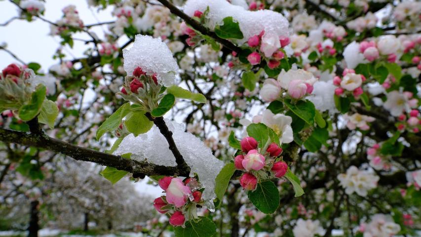 Apfelblüten im Schnee - da bleibt zu hoffen, dass die Apfelernte in diesem Jahr trotzdem ertragreich ausfällt.