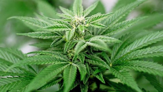 Amtsgericht Hersbruck: Angeklagter aus Vorra bekommt sein Cannabis-Anzuchtzelt zurück