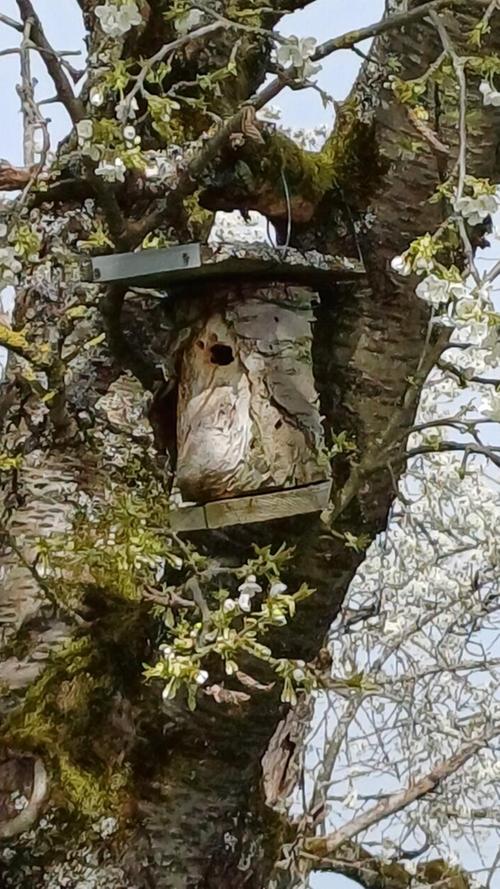 Erst auf den zweiten Blick entdeckte unsere Leserin Gertraud Hörrmann in der Nähe von Thuisbrunn das gut getarnte Vogelhäuschen in einem Kirschbaum.