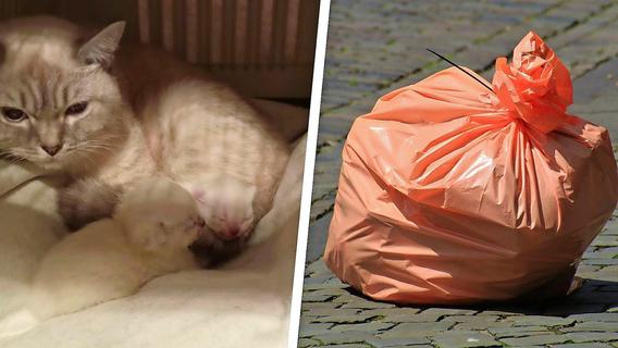 Tierheim fassungslos: Neun Kätzchen in Fürth in Müllsack entsorgt - Hund wird zum Lebensretter