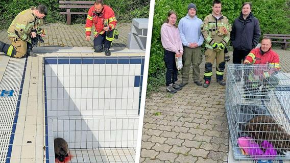 Biber stürzt im Hersbrucker Freibad in leeres Becken - So rettete die Feuerwehr das verletzte Tier