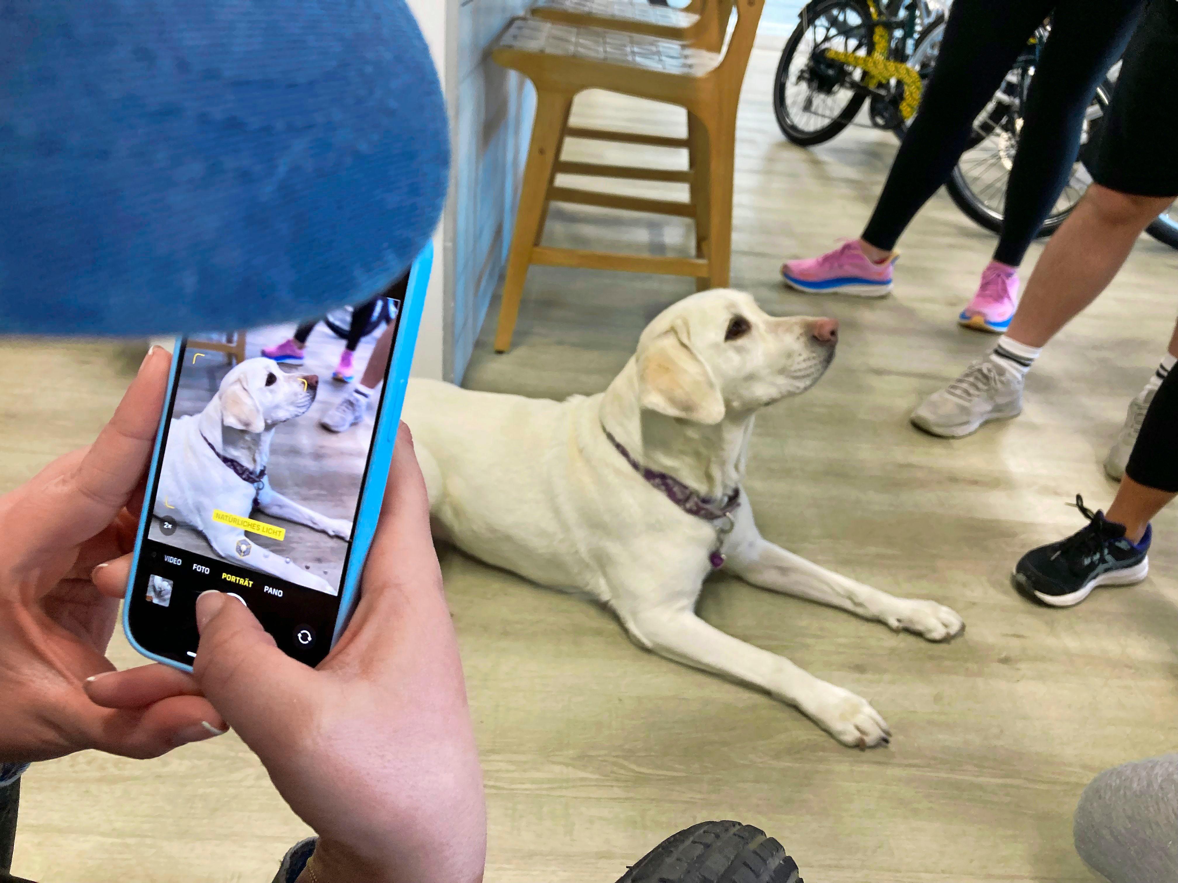 Wer sich bei Pedego Electric Bikes ein Rad leihen will, wird von Ellie begrüßt. Sie hat nicht nur einen eigenen Instagram-Account (@ellie_the_pedego_pup), sondern auch eine Visitenkarte, die sie als "Official Greeter" ausweist.