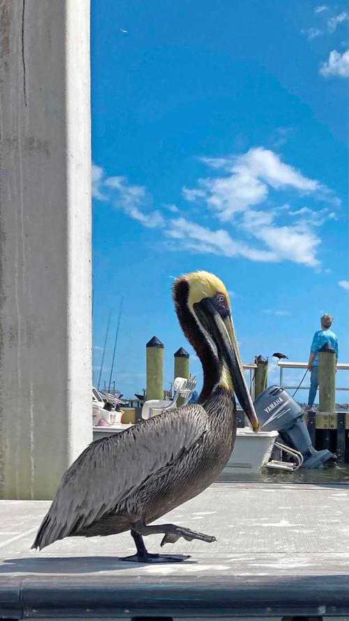 Auf unserer Bootstour sehen wir die Lagune mit ihren Pelikanen und anderen, teils gefährdeten Vogelarten. Sogar Delfine bekommen wir zu Gesicht.
