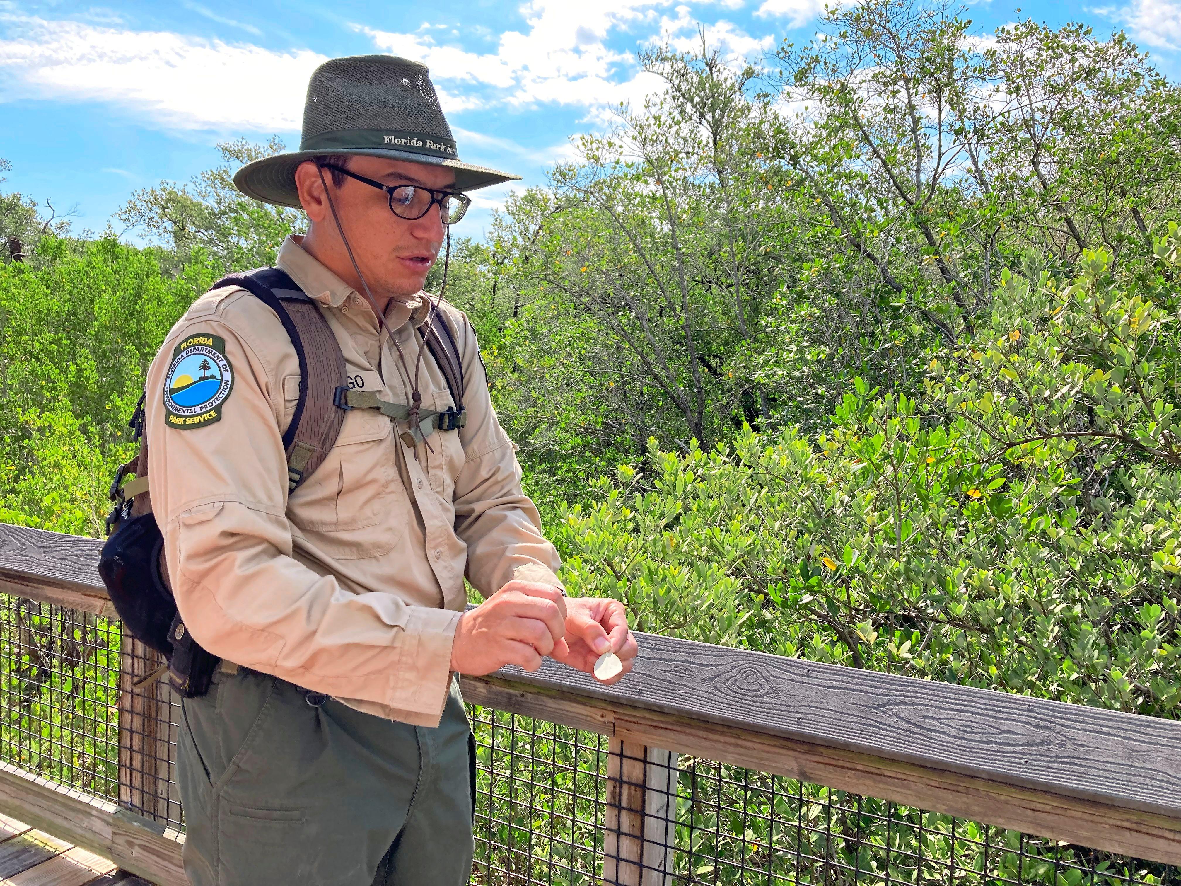 Im nebenan gelegenen Preserve State Park, der nur mit dem Boot zugänglich ist, zeigt uns Park Ranger Chris die Bewohner der Mangrovenwälder - und den Gumbo-Limo-Baum. "Wir nennen ihn unseren Touristenbaum", scherzt Chris. "Er ist rot und blättert ab."