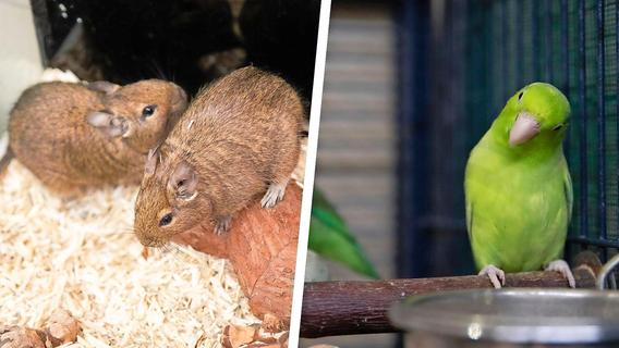 Unzertrennlich: Degus und Papageien aus dem Nürnberger Tierheim gibt es nur im Doppelpack