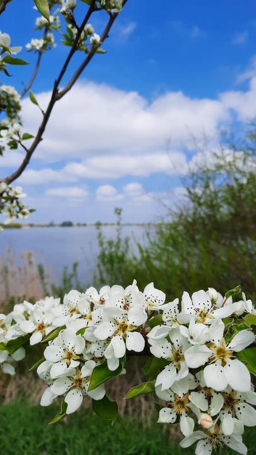 Die Fotografin hat für unsere Leser diese wunderschönen Blüten am Altmühlsee festgehalten.