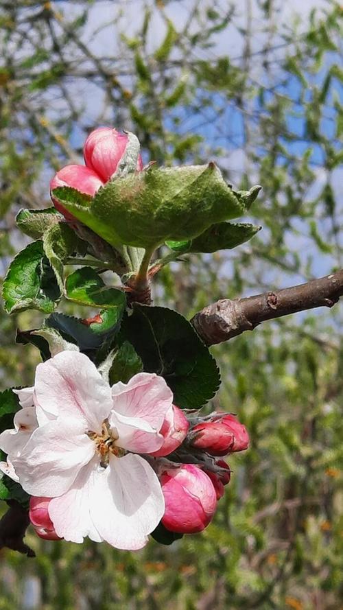 Die Apfelblüte in der Region erfreut den Betrachter.