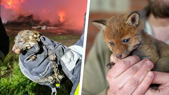 Feuerteufel legt drei Brände - Fuchsbaby wird aus den Flammen gerettet