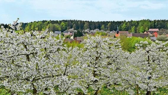 Viele Blüten - wenig Bienen: Wie wird das Obstjahr im Landkreis Weißenburg-Gunzenhausen?