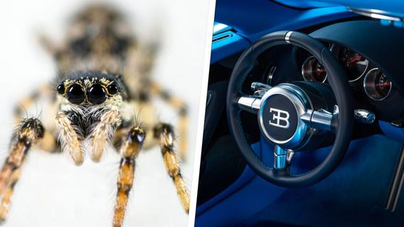 Mann kracht in Warntafel: Kleine Spinne sorgt für Verkehrsunfall in Frauenaurach