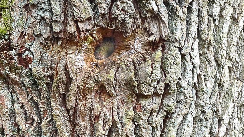 Was man bei einem Spaziergang im Reichswald so alles entdecken kann: "Holzauge, sei wachsam!". Da könnte man sich beim Fotografieren des doch etwas skurrilen Details eines Baumstammes fast beobachtet fühlen.