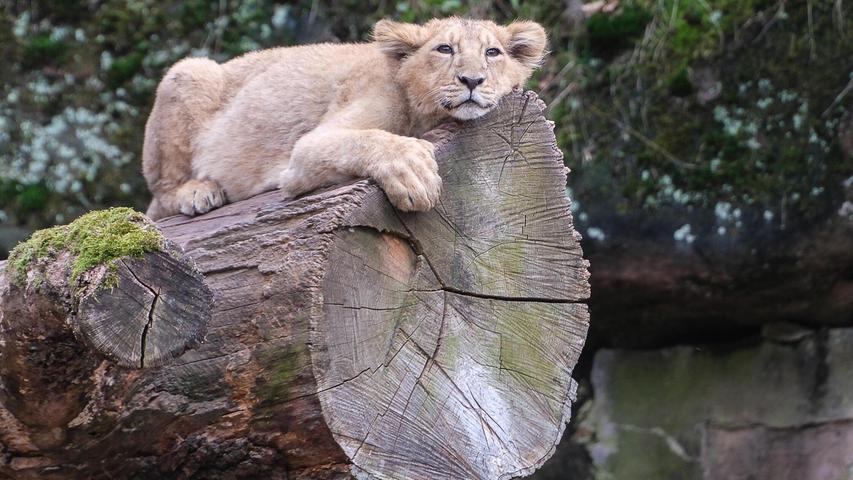 Der Nachwuchs der asiatischen Löwen genießt den "Lieblingsplatz" seiner Eltern und hat alles im Blick.