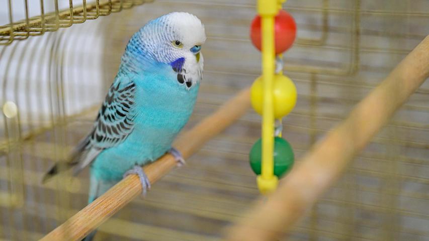 Die Temperaturen steigen, die Wohnungsfenster stehen wieder offen und so mancher Stubenvogel nutzt offensichtlich die Gunst der Stunde für einen wirklichen Freiflug. So wie der hellblau gefärbte Wellensittich, der sich am sonnigen Maifeiertag ganz einfach selbst auf eine Gartenparty im Moosweg in Neumarkt einlud. Der Piepmatz ließ sich ohne Scheu auf der Schulter des Grillmeisters nieder und knabberte dort mit großem Appetit an freundlicherweise angebotenem Salat und Apfel. Bevor der gefiederte Überraschungsgast noch eine unangenehme Begegnung mit der heißen Grillkohle machen konnte, wurde er ins Tierheim Neumarkt gebracht. Die Besitzer können ihn unter Vorlage eines aussagekräftigen Eigentumsnachweises wieder aus dem Tierheim abholen. Die Temperaturen steigen, die Wohnungsfenster stehen wieder offen und so mancher Stubenvogel nutzt offensichtlich die Gunst der Stunde für einen wirklichen Freiflug. So wie der hellblau gefärbte Wellensittich, der sich am sonnigen Maifeiertag ganz einfach selbst auf eine Gartenparty im Moosweg in Neumarkt einlud. Der Piepmatz ließ sich ohne Scheu auf der Schulter des Grillmeisters nieder und knabberte dort mit großem Appetit an freundlicherweise angebotenem Salat und Apfel. Bevor der gefiederte Überraschungsgast noch eine unangenehme Begegnung mit der heißen Grillkohle machen konnte, wurde er ins Tierheim Neumarkt gebracht. Die Besitzer können ihn unter Vorlage eines aussagekräftigen Eigentumsnachweises wieder aus dem Tierheim abholen.