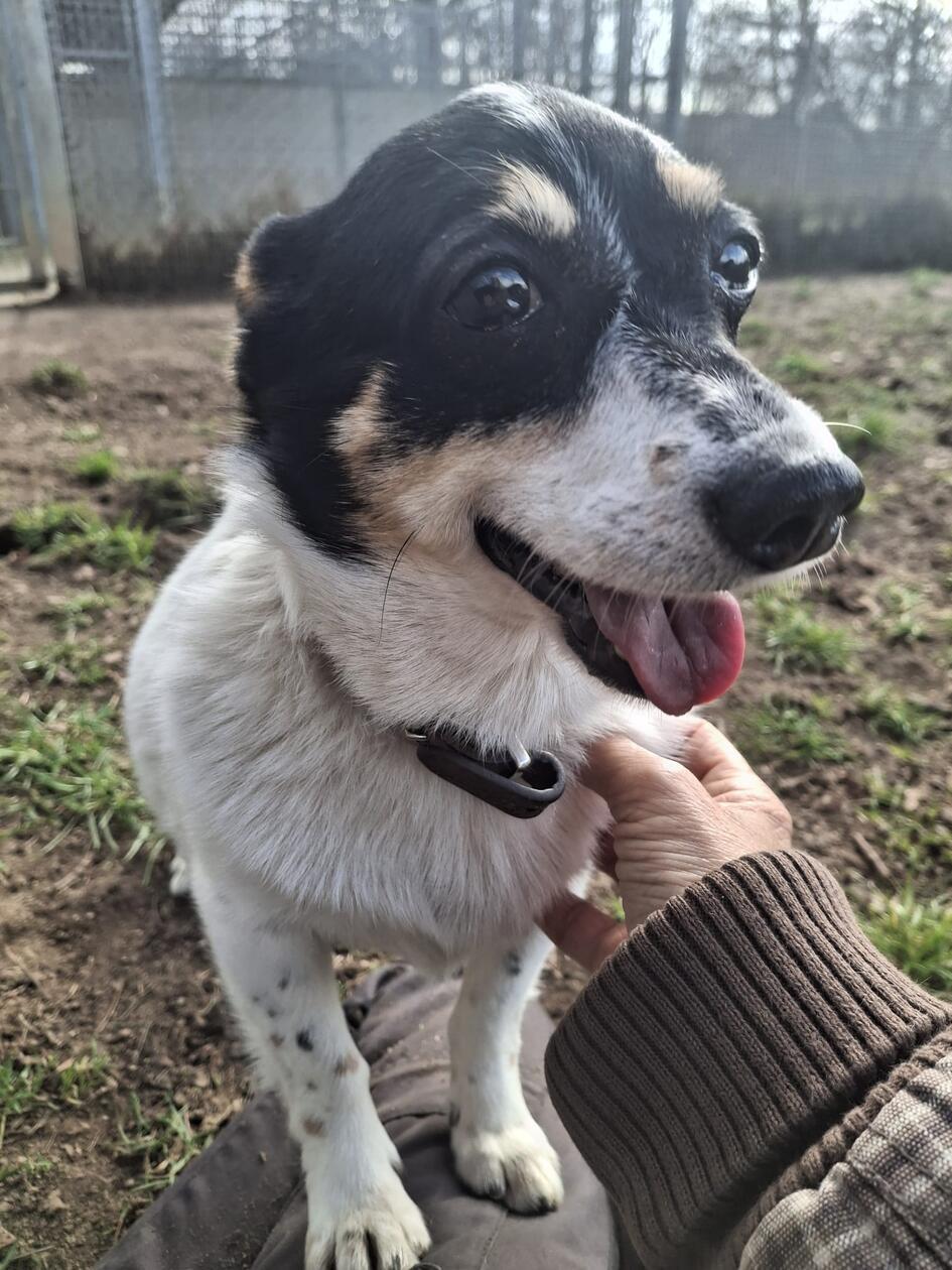 KW_15_Hund_Kleiner_Mann_Tierheim