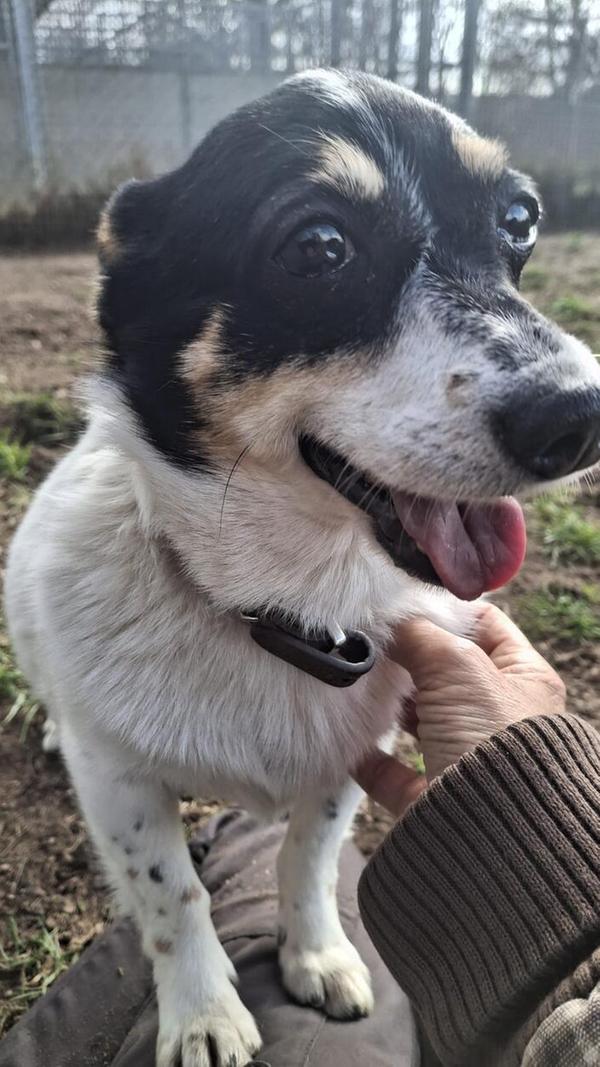 Die 2018 geborene kleine Hündin mit dem originellen Namen Kleiner Mann reagiert bei fremden Menschen erst einmal vorsichtig und zurückhaltend. Doch hat sie einmal Vertrauen gefasst, ist sie äußerst menschenbezogen und verschmust. Kleiner Mann durfte bis zu ihrer Unterbringung im Tierheim nicht viel kennenlernen, was so ein Hundedasein lebenswert macht, deshalb braucht sie anfangs Geduld und ruhige, liebevolle Zuwendung. Kleiner Manns neue Familie sollte also schon Erfahrung mit unsicheren Hunden haben und auch genügend Zeit, sich viel mit ihr zu beschäftigen. Das künftige Zuhause verfügt idealerweise über einen sicher eingezäunten Garten zum unbeschwerten Herumtollen, denn Gassigehen zählt noch nicht zu ihren bevorzugten Beschäftigungen.