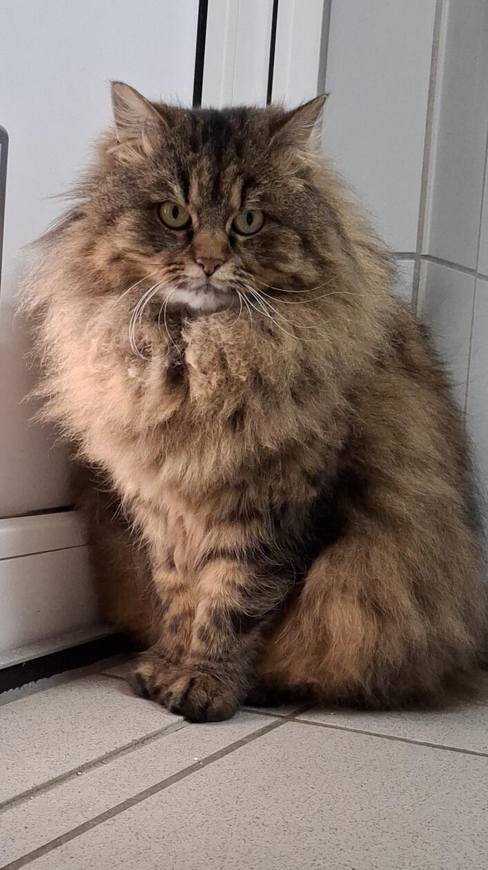 Samtpfötige Solistin: Mona legt keinen Wert auf die Anwesenheit weiterer Katzen. In ihrem Stammbaum finden sich bestimmt einige Ahnen der Rasse Maine Coon. Mona lebte in ihrem vorherigen Zuhause, das sie wegen Umzugs ihrer Besitzerin verlassen musste, in reiner Wohnungshaltung, die langfellige Schönheit ist also keine Freigängerkatze. In ihrer neuer Residenz ist deshalb ein gesicherter Freisitz unbedingte Voraussetzung, denn auch als echte Stubentigerin möchte Mona nicht auf Frischluft und Sonne verzichten. Und wenn ihre Familie sie künftig nicht den ganzen Tag alleine lässt, würde das der gemütlichen Kätzin sicher gut gefallen.