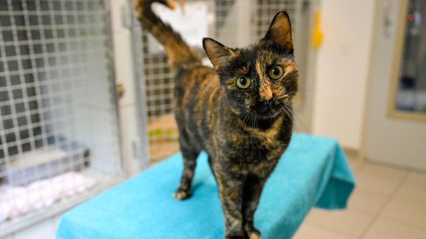 Die hübsche Schildpattkatze mit der auffälligen hellen Fellzeichnung zwischen den Augen und auf der Nase hielt sich schon ein paar Tage zuvor in Lengenfeld beim und im Hotel Winkler Bräu auf, bevor sie am 23. April dingfest gemacht und von hilfsbereiten Beamten der Polizeiinspektion Parsberg ins Tierheim Neumarkt chauffiert wurde. Die Kätzin ist sehr zutraulich, aber auch etwas verschnupft, und das nicht nur wegen ihrer Unterbringung in einer spartanischen Quarantänebox. Eine Kennzeichnung per Transponder oder Tätowierung trägt die Fundkatze nicht und ihre Familie, die sie wegen ihres zutraulichen Wesens bestimmt hat, kann deshalb nicht informiert werden. Die Samtpfote muss also warten, bis die Besitzer sich im Tierheim melden. Die hübsche Schildpattkatze mit der auffälligen hellen Fellzeichnung zwischen den Augen und auf der Nase hielt sich schon ein paar Tage zuvor in Lengenfeld beim und im Hotel Winkler Bräu auf, bevor sie am 23. April dingfest gemacht und von hilfsbereiten Beamten der Polizeiinspektion Parsberg ins Tierheim Neumarkt chauffiert wurde. Die Kätzin ist sehr zutraulich, aber auch etwas verschnupft, und das nicht nur wegen ihrer Unterbringung in einer spartanischen Quarantänebox. Eine Kennzeichnung per Transponder oder Tätowierung trägt die Fundkatze nicht und ihre Familie, die sie wegen ihres zutraulichen Wesens bestimmt hat, kann deshalb nicht informiert werden. Die Samtpfote muss also warten, bis die Besitzer sich im Tierheim melden.