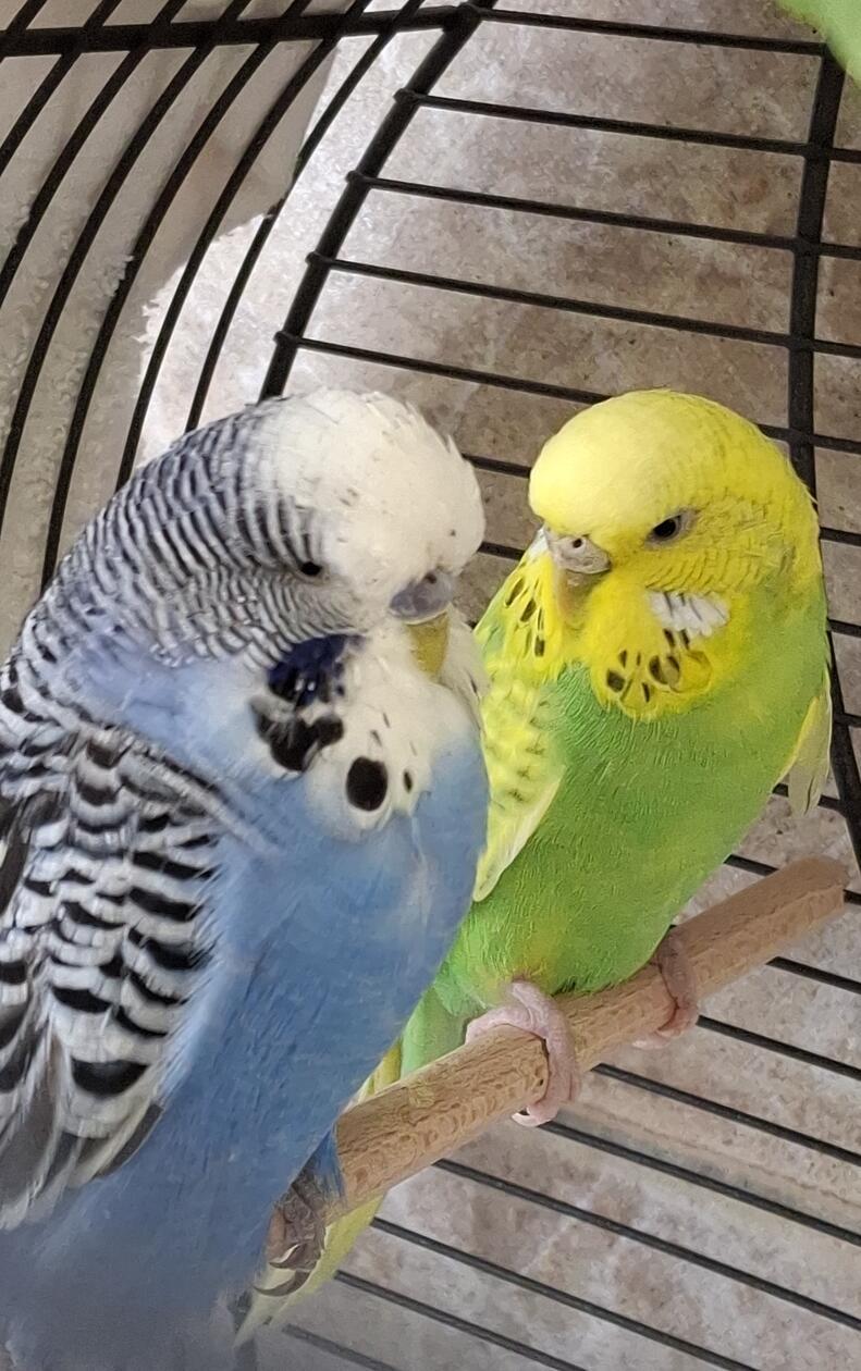 Die Wellensittiche Benjamin und Blümchen wurden schon einmal vorgestellt, doch mit einem neuen Zuhause hat es bisher leider noch nicht geklappt. Dabei ist das Vogelpärchen wirklich reizend anzuschauen: Der blaue Hahn Benjamin bemüht sich sehr galant um die Gunst seiner gelb-grünen Partnerin Blümchen, trippelt meist aufgeregt hinter seiner Angebeteten her und lässt ihr stets den Vortritt an Futternapf und Apfelschnitz. Die beiden möchten auf jeden Fall zusammen umziehen, idealerweise mit Anschluss an eine Gruppe von Artgenossen. Im künftigen Zuhause gibt es hoffentlich viel Platz in einer geräumigen Voliere, in der die Vögel auch mal fliegen können, alternativ muss bei einer Haltung im Käfig täglicher Freiflug im Zimmer möglich sein.