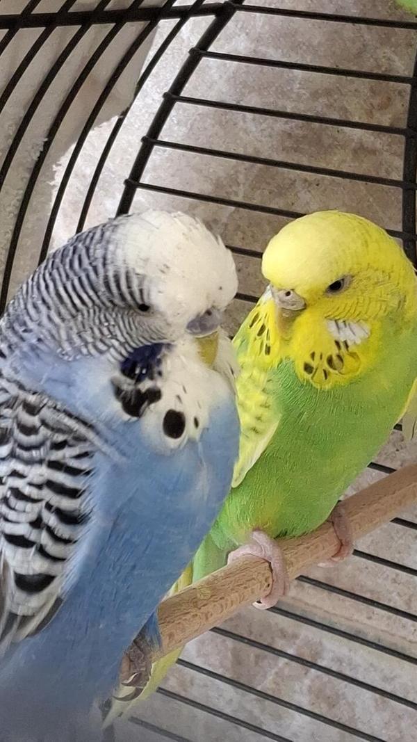 Die Wellensittiche Benjamin und Blümchen wurden schon einmal vorgestellt, doch mit einem neuen Zuhause hat es bisher leider noch nicht geklappt. Dabei ist das Vogelpärchen wirklich reizend anzuschauen: Der blaue Hahn Benjamin bemüht sich sehr galant um die Gunst seiner gelb-grünen Partnerin Blümchen, trippelt meist aufgeregt hinter seiner Angebeteten her und lässt ihr stets den Vortritt an Futternapf und Apfelschnitz. Die beiden möchten auf jeden Fall zusammen umziehen, idealerweise mit Anschluss an eine Gruppe von Artgenossen. Im künftigen Zuhause gibt es hoffentlich viel Platz in einer geräumigen Voliere, in der die Vögel auch mal fliegen können, alternativ muss bei einer Haltung im Käfig täglicher Freiflug im Zimmer möglich sein.