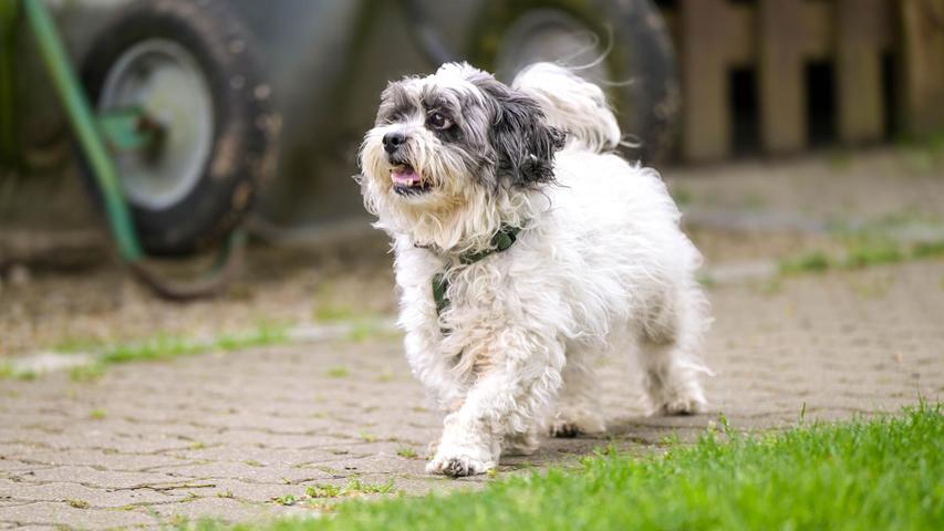 Der kleine Hund Sir Winston wollte seinen Lebensabend vermutlich auch behüteter verbringen. Seine Besitzerin zog in eine Senioren-Einrichtung, doch dort sind keine Haustiere erlaubt. Trotz seiner 13 Jahre ist der weiß-graue Shi Tzu-Rüde fit. Momentan wirkt der kleine Lord äußerlich zwar noch etwas vernachlässigt, aber ein Friseurtermin ist anberaumt, und unter dem wuscheligen Fell verbirgt sich ein liebenswertes Kerlchen, das freundlich gegenüber Menschen und Artgenossen ist. Sir Winston beherrscht das kleine Hunde-Einmaleins, geht gerne Gassi und kann auch einige Stunden alleine bleiben. Ideal ist ein ebenerdiger Altersruhesitz mit eingezäuntem Garten. Größere, vernünftige Kinder sind kein Problem, genauso wenig wie Autofahren. Der kleine Hund Sir Winston wollte seinen Lebensabend vermutlich auch behüteter verbringen. Seine Besitzerin zog in eine Senioren-Einrichtung, doch dort sind keine Haustiere erlaubt. Trotz seiner 13 Jahre ist der weiß-graue Shi Tzu-Rüde fit. Momentan wirkt der kleine Lord äußerlich zwar noch etwas vernachlässigt, aber ein Friseurtermin ist anberaumt, und unter dem wuscheligen Fell verbirgt sich ein liebenswertes Kerlchen, das freundlich gegenüber Menschen und Artgenossen ist. Sir Winston beherrscht das kleine Hunde-Einmaleins, geht gerne Gassi und kann auch einige Stunden alleine bleiben. Ideal ist ein ebenerdiger Altersruhesitz mit eingezäuntem Garten. Größere, vernünftige Kinder sind kein Problem, genauso wenig wie Autofahren.
