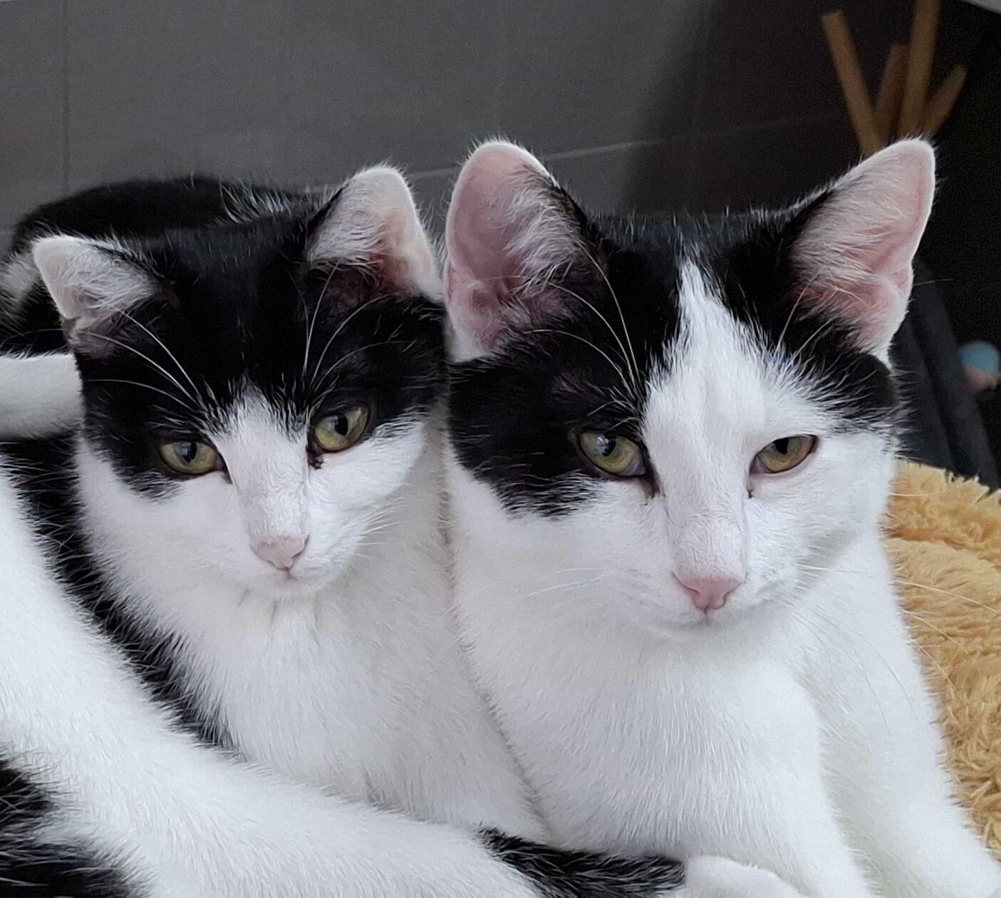 Die Geschwister Mabea und Merivo kamen im Sommer 2025 als kleine Kätzchen zusammen mit ihrer wilden Mutter als Fundtiere ins Tierheim, doch eine Besitzerfamilie war nicht zu ermitteln, wenn es denn je eine gegeben hat. Jetzt möchten die zarte Mabea und ihr kräftigerer Bruder Merivo gerne endlich in ein eigenes Heim umziehen, aber das ist gar nicht so einfach. Die beiden sind nämlich zunächst etwas zurückhaltend, wenngleich der kastrierte Merivo inzwischen Streicheleinheiten zu schätzen weiß. Mabea ist in dieser Hinsicht erst noch etwas skeptisch, aber wenn man ihr mit Ruhe und Geduld begegnet und ihr genügend Zeit gibt, um Vertrauen zu fassen, genießt auch sie menschliche Zuwendung und macht es sich dann gerne auf dem Schoß gemütlich.