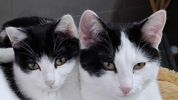 Die Geschwister Mabea und Merivo kamen im Sommer 2025 als kleine Kätzchen zusammen mit ihrer wilden Mutter als Fundtiere ins Tierheim, doch eine Besitzerfamilie war nicht zu ermitteln, wenn es denn je eine gegeben hat. Jetzt möchten die zarte Mabea und ihr kräftigerer Bruder Merivo gerne endlich in ein eigenes Heim umziehen, aber das ist gar nicht so einfach. Die beiden sind nämlich zunächst etwas zurückhaltend, wenngleich der kastrierte Merivo inzwischen Streicheleinheiten zu schätzen weiß. Mabea ist in dieser Hinsicht erst noch etwas skeptisch, aber wenn man ihr mit Ruhe und Geduld begegnet und ihr genügend Zeit gibt, um Vertrauen zu fassen, genießt auch sie menschliche Zuwendung und macht es sich dann gerne auf dem Schoß gemütlich.