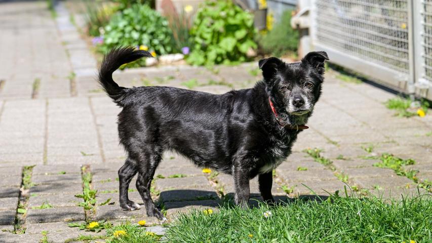 Der Besitzer der schwarzen kleinen Hündin Mausi konnte sich aus verschiedenen Gründen nicht mehr um sie kümmern. Die liebenswerte Hundeseniorin sucht deshalb ein neues und kuscheliges Plätzchen für einen schönen und behüteten Lebensabend. Mausi ist auch mit geschätzten elf Jahren noch sehr rüstig und besticht durch ihren unkomplizierten Charakter. Sie ist sehr dankbar für jegliche Art von Zuwendung, geht noch gerne in gemütlichem Tempo spazieren und kann durchaus einige Stunden alleine bleiben. Für die kleine Hundeoma wäre ein ebenerdiger Altersruhesitz ideal, der über einen eingezäunten Garten verfügt, denn Mausi liebt es, durchs Gras zu stromern oder ein Sonnenbad zu nehmen. Größere, vernünftige Kinder sind für Mausi kein Problem. Der Besitzer der schwarzen kleinen Hündin Mausi konnte sich aus verschiedenen Gründen nicht mehr um sie kümmern. Die liebenswerte Hundeseniorin sucht deshalb ein neues und kuscheliges Plätzchen für einen schönen und behüteten Lebensabend. Mausi ist auch mit geschätzten elf Jahren noch sehr rüstig und besticht durch ihren unkomplizierten Charakter. Sie ist sehr dankbar für jegliche Art von Zuwendung, geht noch gerne in gemütlichem Tempo spazieren und kann durchaus einige Stunden alleine bleiben. Für die kleine Hundeoma wäre ein ebenerdiger Altersruhesitz ideal, der über einen eingezäunten Garten verfügt, denn Mausi liebt es, durchs Gras zu stromern oder ein Sonnenbad zu nehmen. Größere, vernünftige Kinder sind für Mausi kein Problem.