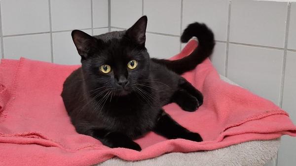 Der Besitzer des einjährigen schwarzen Wohnungskaters Simba brachte ihn mit in eine WG, obwohl dort gar keine Tierhaltung erlaubt ist. Der damals ungeimpfte und unkastrierte Kater wurde deswegen bald darauf im Tierheim abgegeben und der schlechte körperliche Zustand mit Simbas Appetitlosigkeit begründet. Nach umfassender tierärztlicher Untersuchung wurde ein Fremdkörper im Darmtrakt diagnostiziert, der das Organ bereits an einer Stelle perforiert hatte, und Simba musste sich deswegen umgehend einer nicht ganz einfachen OP unterziehen. Der unkomplizierte und ruhige Kater hat diese Turbulenzen in seinem bisherigen Leben gut verkraftet, ist inzwischen kastriert und vollständig geimpft.