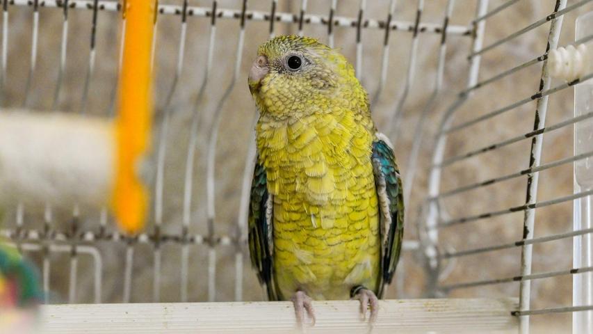 Zu den in der letzten Ausgabe des Wochenanzeigers vorgestellten zwei Wellensittichpärchen hat sich im Tierheim Neumarkt inzwischen noch ein Singsittich gesellt. Das überwiegend grün befiederte Männchen Darling wurde abgegeben, weil seine Partnerin verstorben ist und sich die Besitzerin keine neue Vogeldame zulegen wollte, eine Einzelhaltung dieser Sittiche jedoch nicht artgerecht ist. Deshalb sucht der etwa sieben Jahre alte Kleinpapagei ein neues Zuhause bei Menschen, die Erfahrung und das entsprechende Wissen über diese Vögel haben. Als ausgezeichnete Flieger brauchen sie viel Platz. Auch eine gemeinsame Haltung mit anderen Vogelarten oder Sittichen ist nicht zu empfehlen. Darling ist derzeit nur für Innenhaltung geeignet. Zu den in der letzten Ausgabe des Wochenanzeigers vorgestellten zwei Wellensittichpärchen hat sich im Tierheim Neumarkt inzwischen noch ein Singsittich gesellt. Das überwiegend grün befiederte Männchen Darling wurde abgegeben, weil seine Partnerin verstorben ist und sich die Besitzerin keine neue Vogeldame zulegen wollte, eine Einzelhaltung dieser Sittiche jedoch nicht artgerecht ist. Deshalb sucht der etwa sieben Jahre alte Kleinpapagei ein neues Zuhause bei Menschen, die Erfahrung und das entsprechende Wissen über diese Vögel haben. Als ausgezeichnete Flieger brauchen sie viel Platz. Auch eine gemeinsame Haltung mit anderen Vogelarten oder Sittichen ist nicht zu empfehlen. Darling ist derzeit nur für Innenhaltung geeignet.