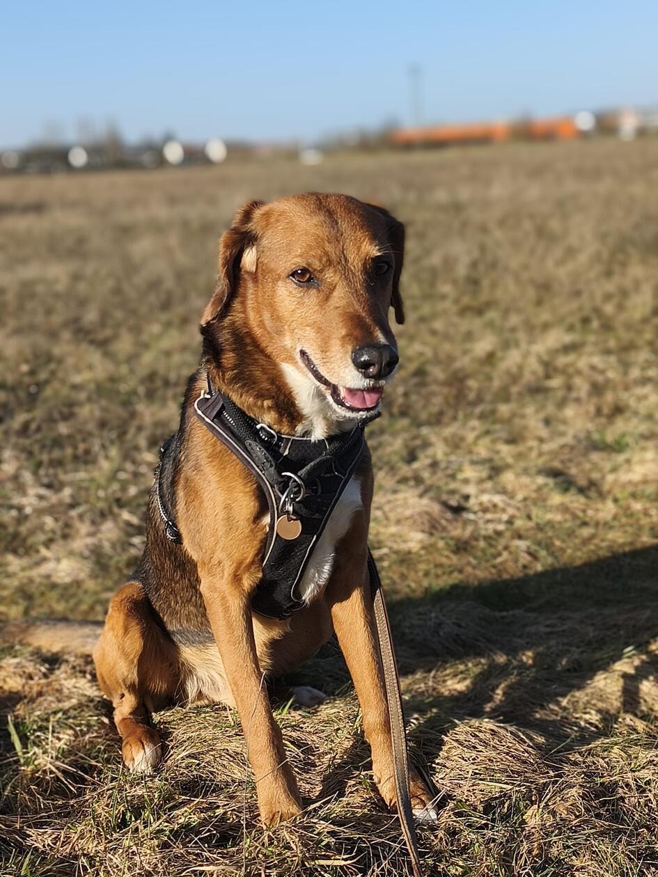 Das Jahr 2026 ist noch jung, doch Hund Rico gilt im Tierheim jetzt schon als Pechvogel des Jahres. Sein erstes liebevolles Zuhause verlor der ehemalige Tierheim-Hund 2018 wegen einer schweren Erkrankung des Besitzers. Rico konnte damals innerhalb der Familie umziehen, doch auch der neue Besitzer erkrankte inzwischen leider ebenfalls so schwer, dass Rico letztendlich doch wieder an das Tierheim zurückgegeben werden musste. Jetzt sucht der gut erzogene Rüde mit dem freundlichen Wesen noch einmal eine Familie mit eingezäuntem Garten und Zeit für längere Spaziergänge. Er läuft gut an der Leine, Radfahrer oder Hundebegegnungen sind für ihn dabei kein Problem. Der 2014 geborene Mischling bleibt problemlos zwei bis drei Stunden alleine.