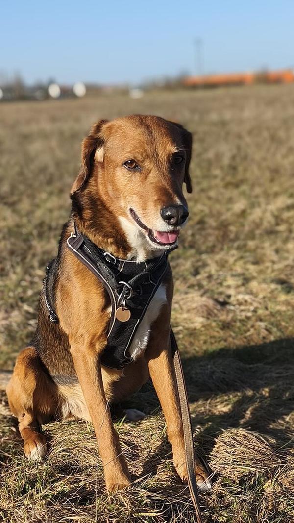 Das Jahr 2026 ist noch jung, doch Hund Rico gilt im Tierheim jetzt schon als Pechvogel des Jahres. Sein erstes liebevolles Zuhause verlor der ehemalige Tierheim-Hund 2018 wegen einer schweren Erkrankung des Besitzers. Rico konnte damals innerhalb der Familie umziehen, doch auch der neue Besitzer erkrankte inzwischen leider ebenfalls so schwer, dass Rico letztendlich doch wieder an das Tierheim zurückgegeben werden musste. Jetzt sucht der gut erzogene Rüde mit dem freundlichen Wesen noch einmal eine Familie mit eingezäuntem Garten und Zeit für längere Spaziergänge. Er läuft gut an der Leine, Radfahrer oder Hundebegegnungen sind für ihn dabei kein Problem. Der 2014 geborene Mischling bleibt problemlos zwei bis drei Stunden alleine.