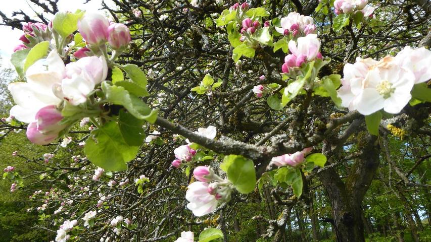 Unser Leser Norbert Haselbauer hat auf seiner Wanderung aufs Walberla diese wunderschönen, nicht erfrorenen Apfelblüten fotografiert.