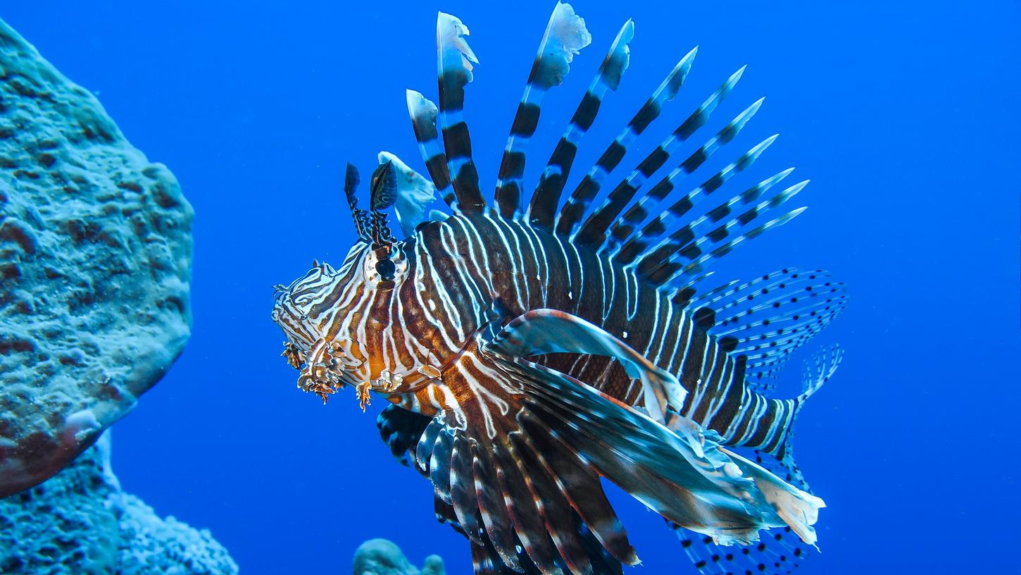 Der Rotfeuerfisch breitet sich immer weiter im Mittelmeer aus.