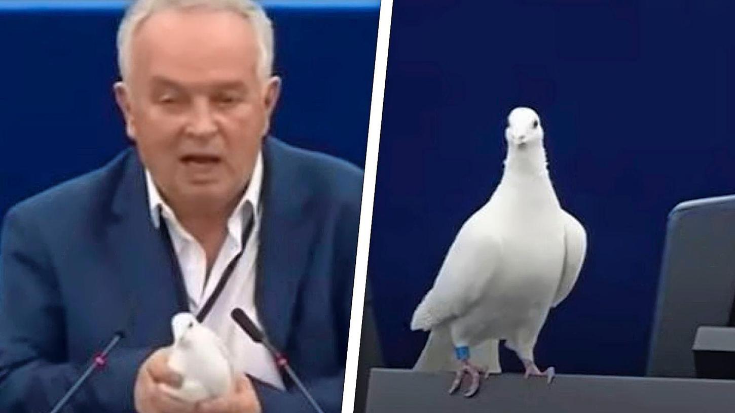 Miroslav Radačovský steht in Straßburg am Rednerpult, als er eine weiße Taube aus einer Tasche unter seinem Sakko hervorholt.