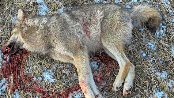 Zuerst für einen Hund gehalten: Ausgewachsener Wolf stirbt nach Kollision auf der A9 bei Greding