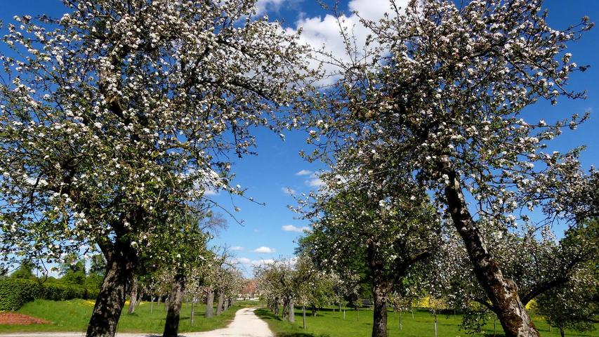 Sicher duftet die alte Bohnapfelalle in Triesdorf himmlisch nach Apfelblüten.