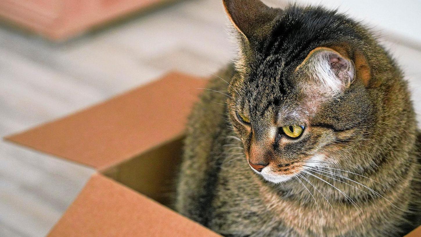 Eine Familie aus den USA verschickte versehentlich ihre Katze per Paket. (Symbolbild)