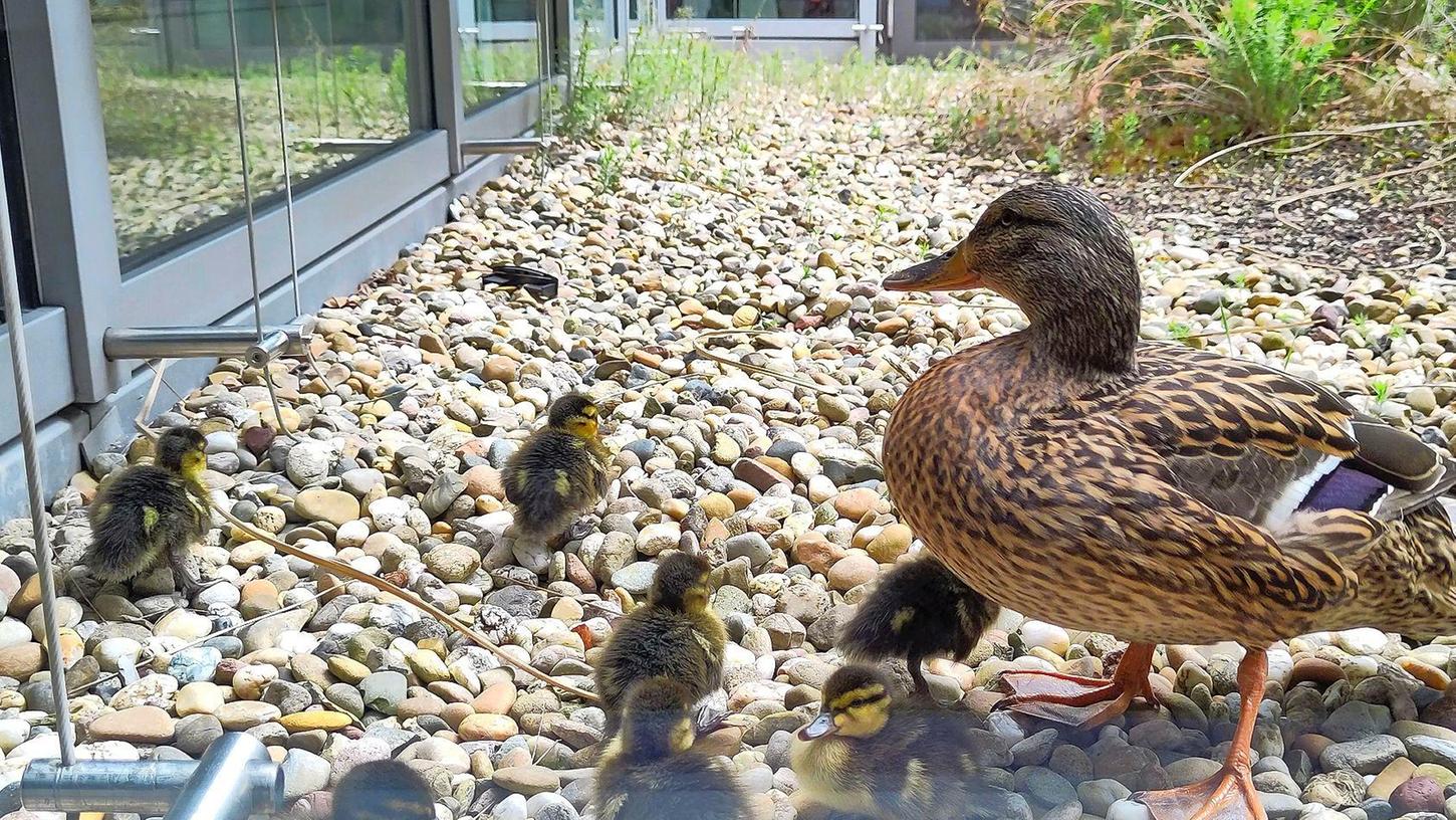 Eine Entenfamilie lief am Freitag durch einen Hof des Nürnberger Nord-Klinikums.
