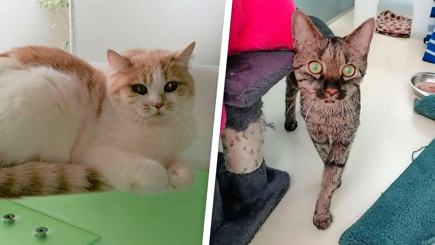 Die beiden Kater Murmelchen und Balu sind seit mehreren Wochen im Tierheim. Die beiden Kater Murmelchen und Balu sind seit mehreren Wochen im Tierheim.