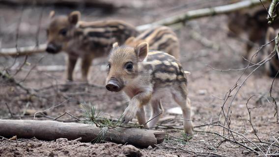 Tiere-Füttern ist bald tabu: Das Fürther Wildschweingehege bekommt eine zusätzliche Absperrung