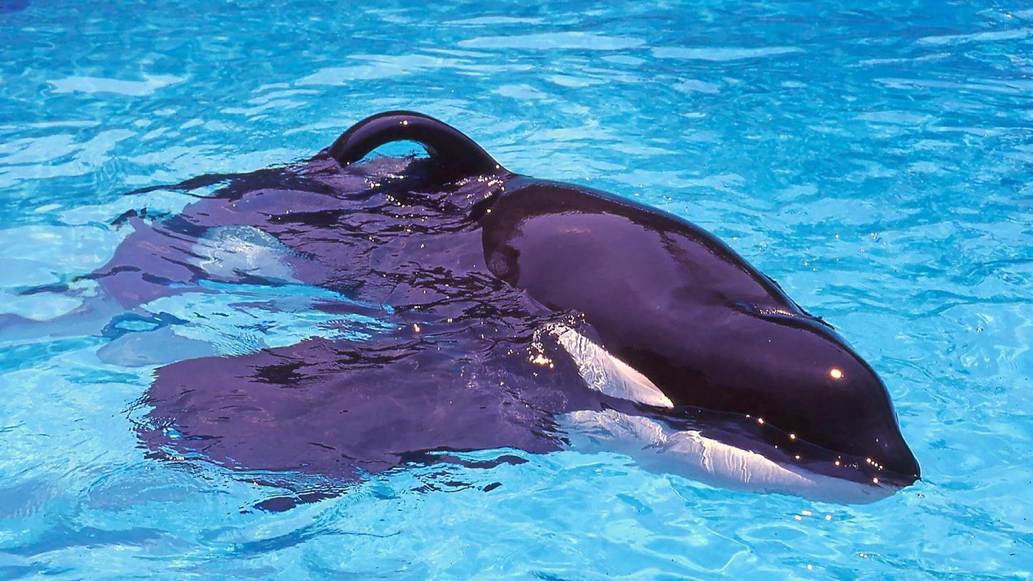 Orca Keiko wurde durch die „Free Willy“-Filme weltberühmt. Orca Keiko wurde durch die „Free Willy“-Filme weltberühmt.