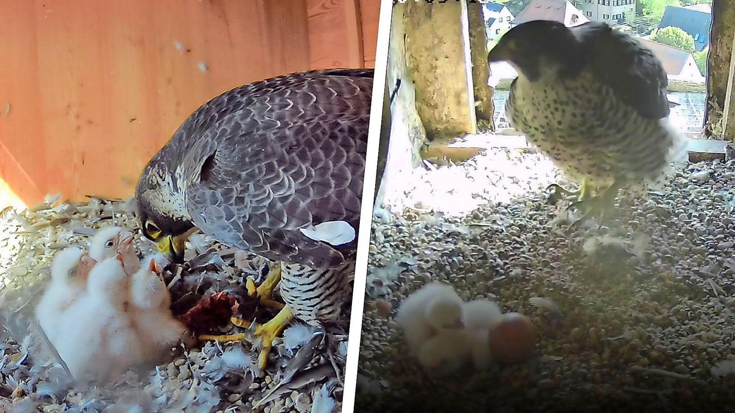 Freude in Neumarkt: Vor kurzem ist auch aus dem vierten Ei noch ein Küken geschlüpft (li). In Feucht freuen sich die Falken-Eltern über ein munteres Küken-Trio.